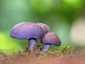 Ibolyás pereszke (Calocybe ionides), Budai-hegység